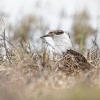 Jespak bojovny - Philomachus pugnax - Ruff 5400